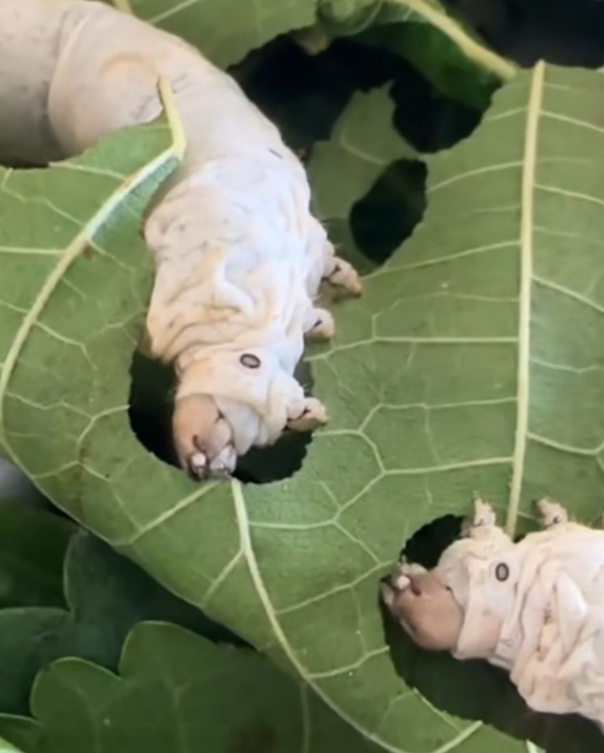 larve de soie de murier