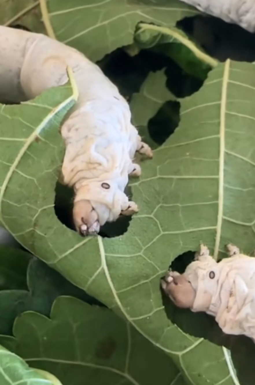 larve de soie de murier